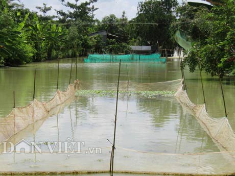 Nuôi rắn ri voi, cá tai tượng, trồng quýt đường mà lãi 1 tỷ/năm - 1