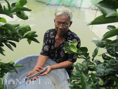 Nuôi rắn ri voi, cá tai tượng, trồng quýt đường mà lãi 1 tỷ/năm - 2