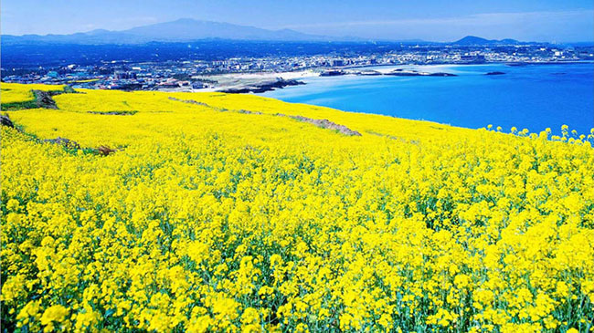 Hamdeok là một ngôi làng ven biển nhỏ nằm cách Sân bay Jeju 30 phút về phía Đông. Những cánh đồng hoa cải dầu tuyệt đẹp bao trùm phong cảnh khi vào mùa hè.