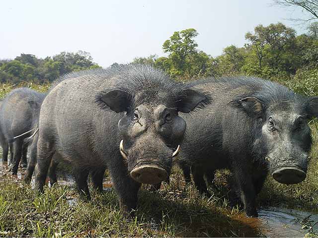 Video hiếm về loài lợn khổng lồ bí ẩn nhất thế giới