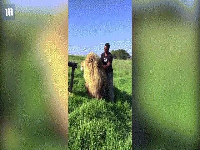 Video người đàn ông thản nhiên gãi lưng sư tử đực như không