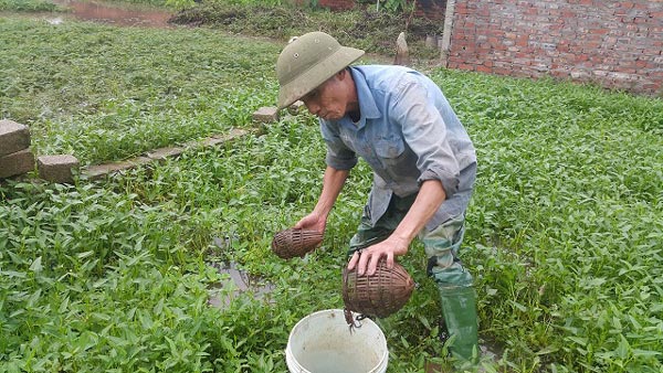 Clip: Mẹo bẫy cua đồng cực kì đơn giản mà thu cả chục triệu/tháng - 1