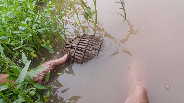 Clip: Mẹo bẫy cua đồng cực kì đơn giản mà thu cả chục triệu/tháng - 2