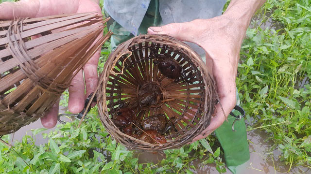 Clip: Mẹo bẫy cua đồng cực kì đơn giản mà thu cả chục triệu/tháng - 3