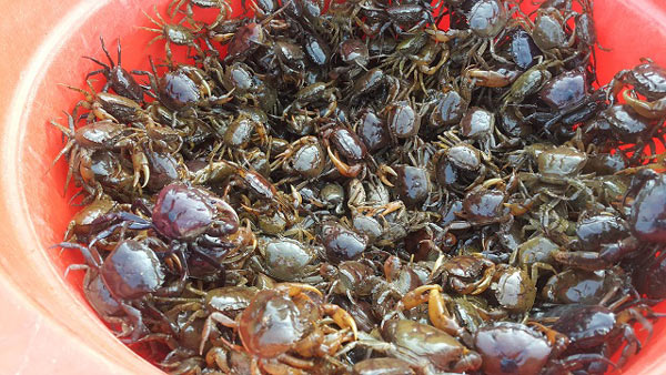 Clip: Mẹo bẫy cua đồng cực kì đơn giản mà thu cả chục triệu/tháng - 5