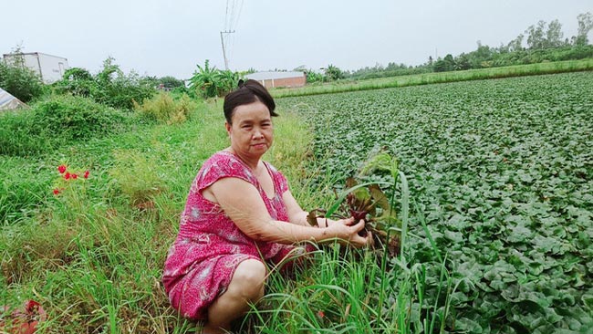 Thơm ngon củ ấu “sừng trâu” ở miền Tây - 2