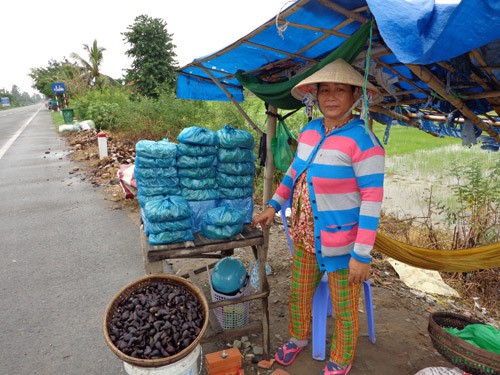 Thơm ngon củ ấu “sừng trâu” ở miền Tây - 5