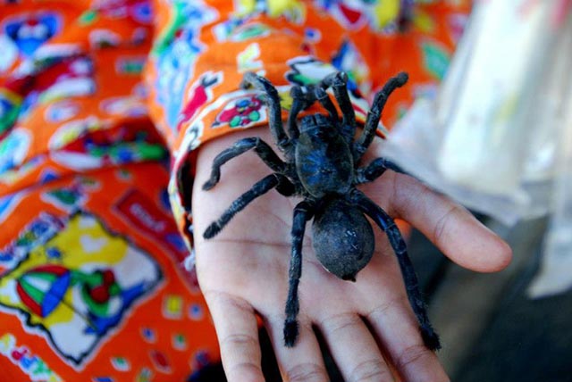 “Rùng mình” nhện độc chiên lại là món ăn vặt phổ biến ở Campuchia - 1
