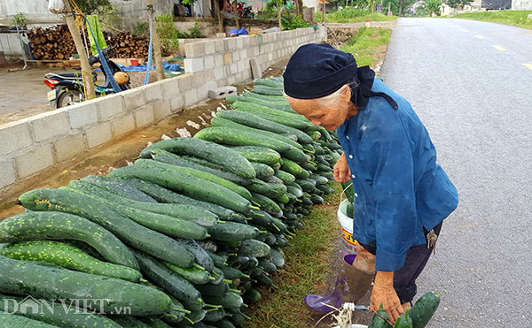 Lạng Sơn: Rơi nước mắt bán 1 tạ bí đao không mua nổi 2kg thịt lợn - 10