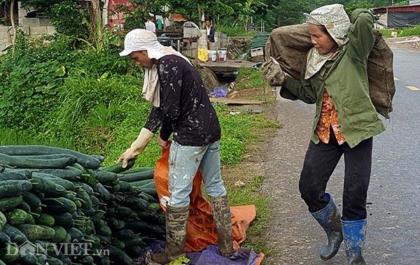 Lạng Sơn: Rơi nước mắt bán 1 tạ bí đao không mua nổi 2kg thịt lợn - 2