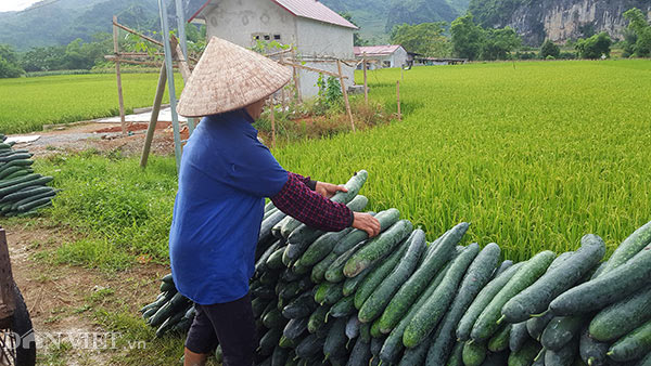 Lạng Sơn: Rơi nước mắt bán 1 tạ bí đao không mua nổi 2kg thịt lợn - 5