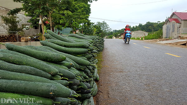 Lạng Sơn: Rơi nước mắt bán 1 tạ bí đao không mua nổi 2kg thịt lợn - 6