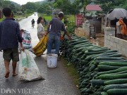 Thị trường - Tiêu dùng - Lạng Sơn: Rơi nước mắt bán 1 tạ bí đao không mua nổi 2kg thịt lợn