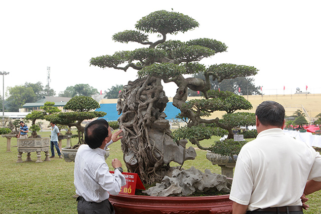 Giới chơi cây cảnh bình phẩm, người thì cho rằng đây là sanh quê, người nói sanh Nam Điền, người nói sanh lá móng bởi lá của cây sanh này rất đẹp và khác lạ so với những cây sanh bình thường.