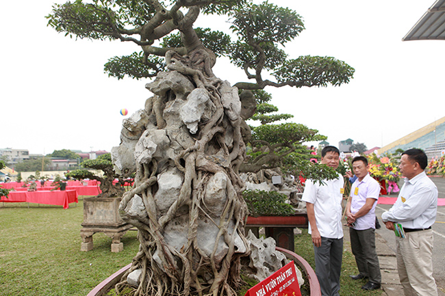 Cây cao khoảng 2m, toàn bộ phần rễ ôm đá, thân thả, uốn lượn xuống phía dưới như một dòng thác