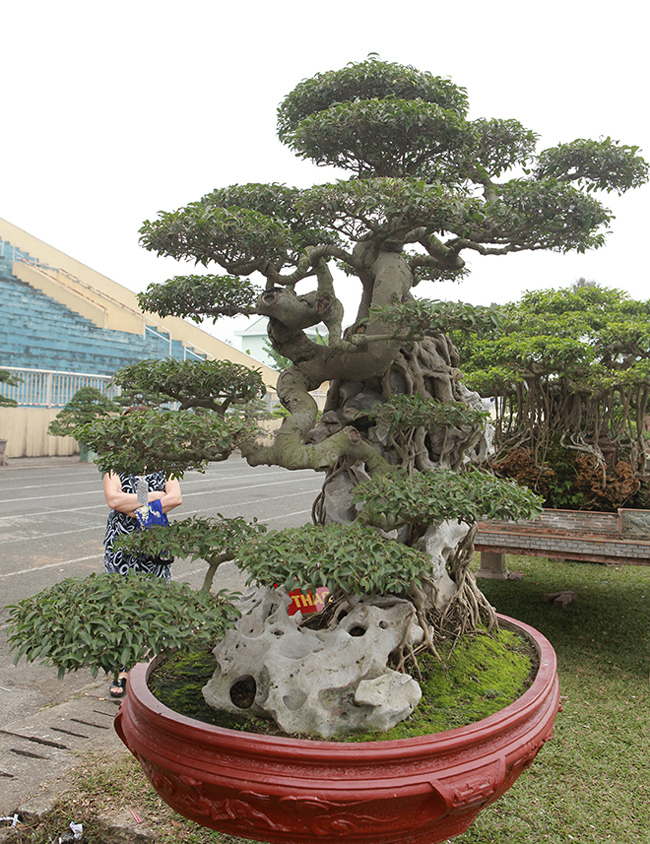 Chủ nhân của cây này cho biết dù cây kích thước không quá to, lớn nhưng giá trị mang lại rất cao, giá khoảng 5 tỷ đồng.