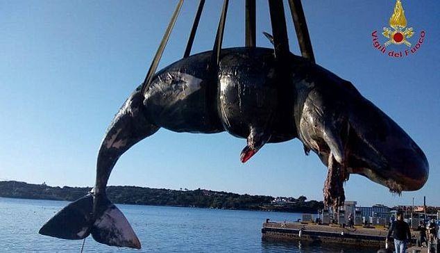 Điều đau lòng bên trong dạ dày cá nhà táng mang thai chết dạt bờ biển Italia - 1