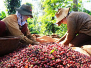 Thị trường - Tiêu dùng - Giá nông sản 2/4: Tại sao cà phê Việt Nam “thất sủng” trên đất Mỹ?