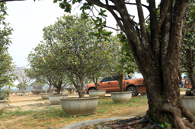 Vườn mai tứ quý của anh Phan Văn Toàn (TP Việt Trì, Phú Thọ) được coi là “độc nhất vô nhị” ở Việt Nam. Đây là những cây mai tứ quý quý hiếm được anh sưu tầm trong nhiều năm.