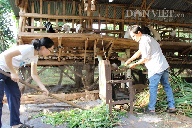 Giá thịt dê hơi tăng cao, thương lái tranh nhau mua xuất Trung Quốc - 4