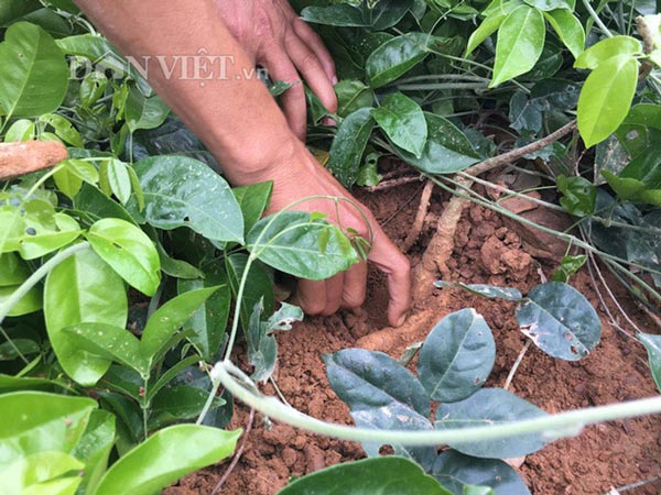 Thực hư &#34;sâm tiên&#34; núi Dành quý tới mức chữa mù lòa, giá 2 triệu/kg - 2