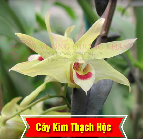 Ổn định đường huyết, bớt tê bì chân tay, tiểu đêm nhờ thảo dược lạ mà quen này - 1