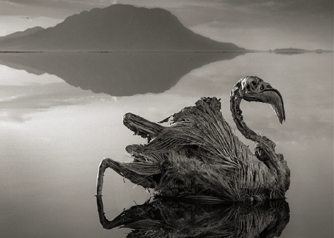 Hồ Natron: Những động vật chết trong hồ châu Phi này được biến thành tượng, bởi hiện tượng vôi hóa. Sự hiện diện của khối lượng lớn bicarbonate natri sẽ biến chúng thành xác ướp.