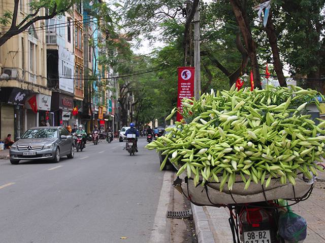 Hoa loa kèn cao nửa mét, giá trăm ngàn khiến người Sài Gòn lặn lội ra Hà Nội mua - 2