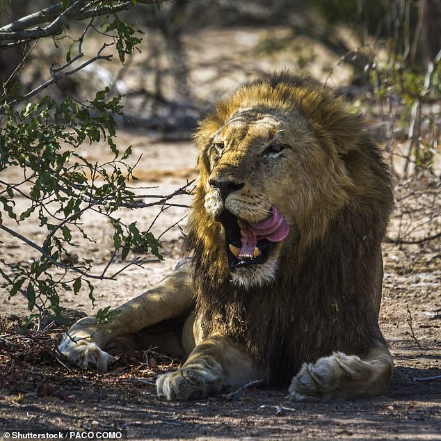 Nam Phi: Vào vườn quốc gia săn trộm, chết thảm chỉ còn chiếc sọ - 1