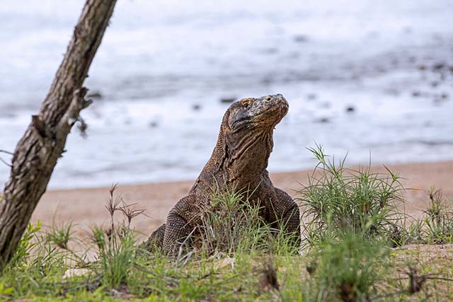 Hòn đảo này phải đóng cửa vì du khách trộm rồng Komodo quá nhiều - 2