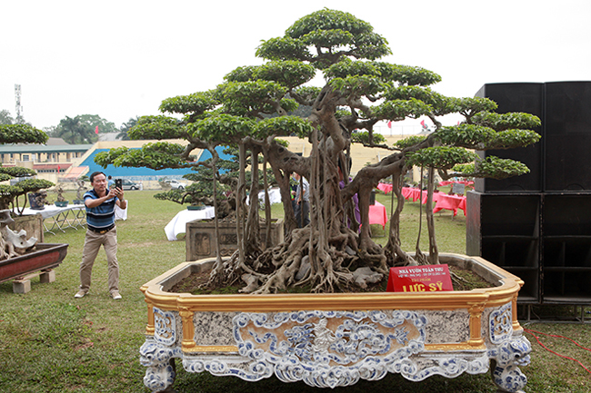 Anh Phan Văn Toàn &#40;TP. Việt Trì, Phú Thọ&#41;, chủ nhân của cây sanh “lực sĩ” cho biết, đây là một trong 3 cây sanh cổ, đẹp nhất của đất Hà thành xưa. Cây có tuổi đời trên 200 năm.