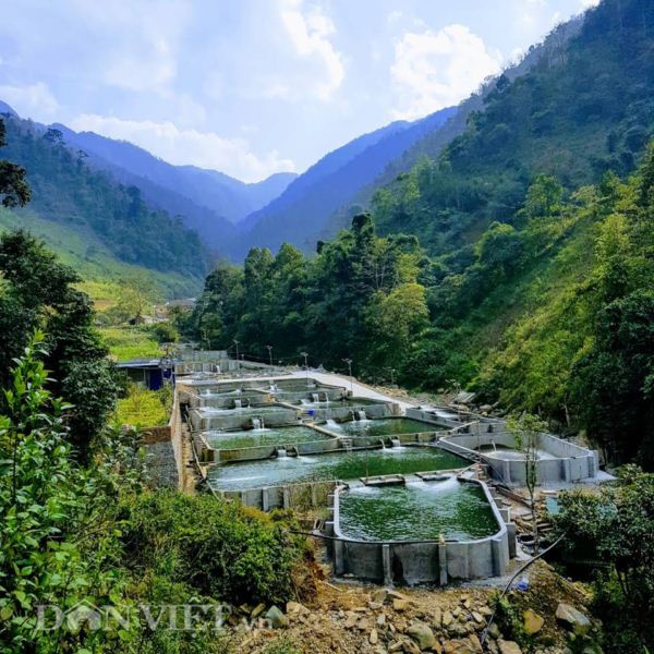 Trang trại cá quý tộc thuộc dạng &#34;tầm cỡ&#34; ở lưng chừng đèo Khau Phạ - 1