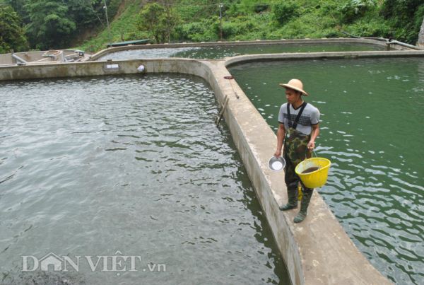 Trang trại cá quý tộc thuộc dạng &#34;tầm cỡ&#34; ở lưng chừng đèo Khau Phạ - 2