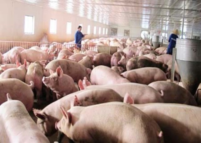 TP.HCM: Giá lợn hơi cán mốc 50.000đ/kg, thịt có nguồn gốc lên ngôi - 1