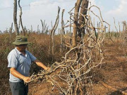 Thị trường - Tiêu dùng - Tiêu chết như ngả rạ, giá rẻ như rau, nhà nông Tây Nguyên “chết mòn”