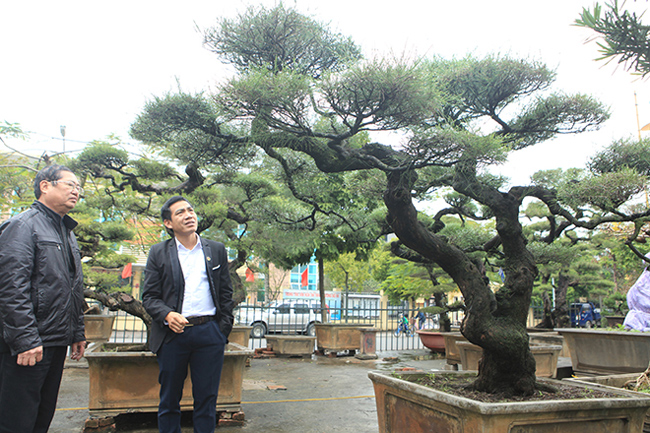 Chủ nhân của vườn phi lao bonsai là ông Đỗ Văn Hài, Chủ tịch Hội Cây cảnh nghệ thuật Hà Nội. Giới chơi cây vẫn thường gọi ông với cái tên “vua phi lao đất Bắc”.