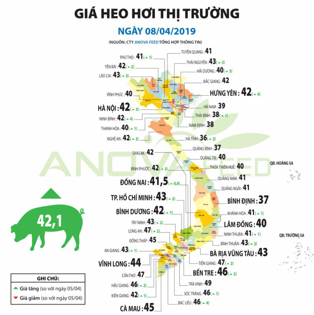 Giá lợn (heo) hơi 10/4: Cả nước đồng loạt tăng lên hơn 40.000 đ/kg, đã tiêu hủy 85.000 lợn dịch - 1