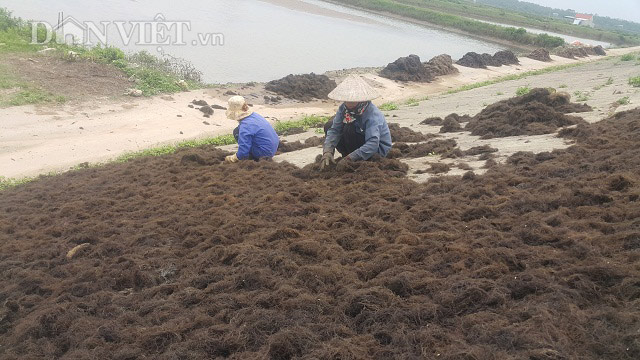 Nơi Từ Thức gặp tiên, vớt lộc trời đen sì, kiếm cả trăm triệu/năm - 1