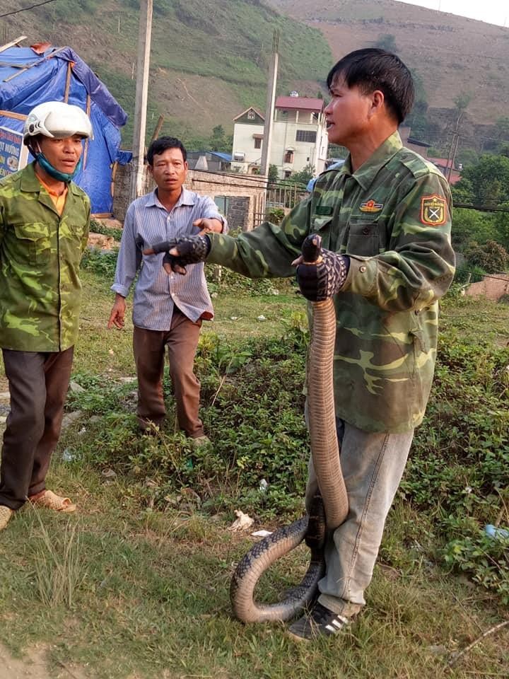 Xôn xao hình ảnh người đàn ông cầm rắn hổ mang &#34;khủng&#34; nặng gần 10kg đứng bên đường - 1