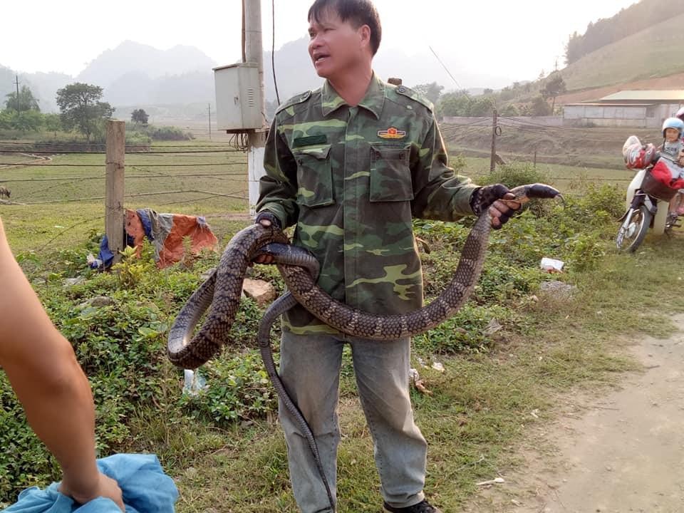 Xôn xao hình ảnh người đàn ông cầm rắn hổ mang &#34;khủng&#34; nặng gần 10kg đứng bên đường - 2