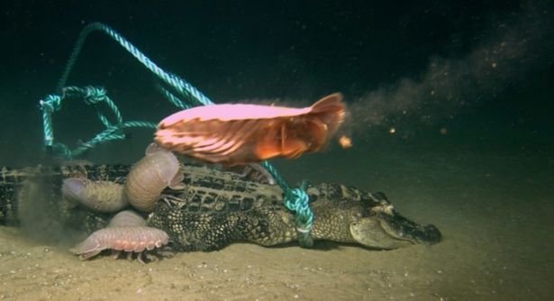 Video: Sinh vật kỳ dị dưới biển xâu xé “sát thủ đầm lầy” - 1