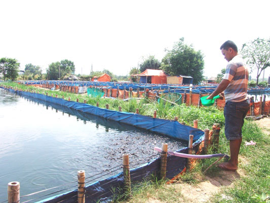 Độc đáo: Thâm nhập vào làng “du mục” nuôi cá phóng sinh ở Sài thành - 1