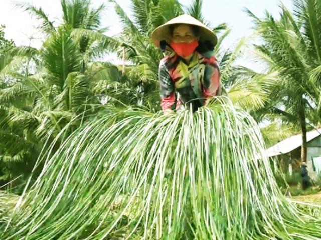 Lạ mà hay: Trồng loài cỏ dại dân ở đây lại khá, giàu