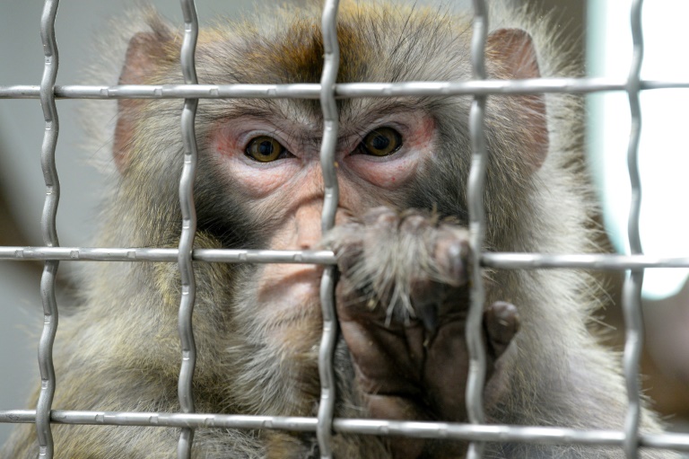 Trung Quốc tạo ra khỉ mang gen não người: Điều gì xảy ra? - 1