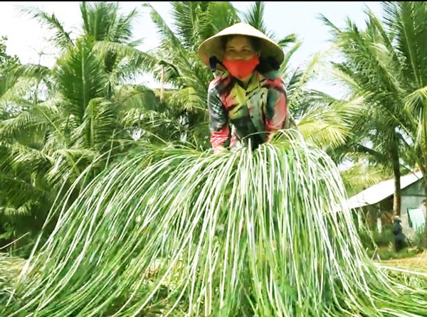 Lạ mà hay: Trồng loài cỏ dại dân ở đây lại khá, giàu - 6