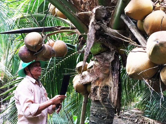 Làm giàu ở nông thôn: Sung túc nhờ trồng dừa xiêm chuỗi - 1