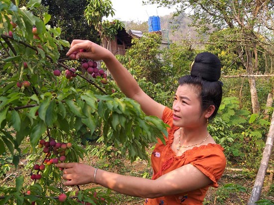 Sơn La: Mận Tam Hoa mất mùa kép, bán cả trăm gốc chỉ được 10 triệu - 2