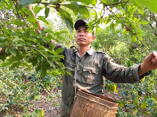 Sơn La: Mận Tam Hoa mất mùa kép, bán cả trăm gốc chỉ được 10 triệu - 3