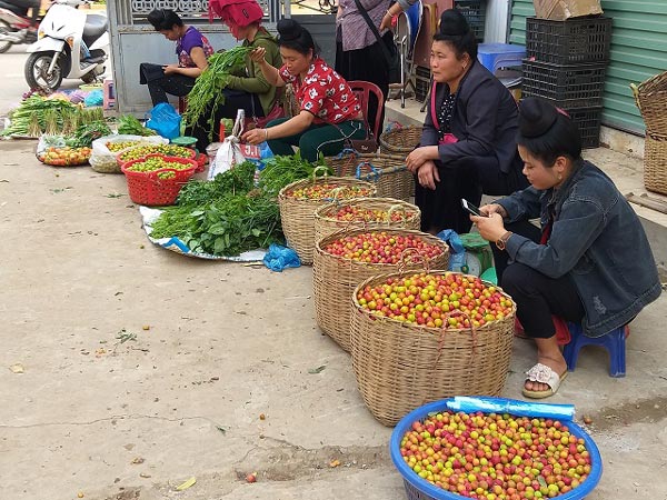 Sơn La: Mận Tam Hoa mất mùa kép, bán cả trăm gốc chỉ được 10 triệu - 4