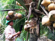 Thị trường - Tiêu dùng - Làm giàu ở nông thôn: Sung túc nhờ trồng dừa xiêm chuỗi